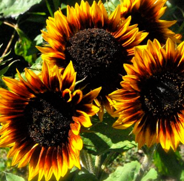 The Sunflower (Ring of Fire) Tarot Garden + Gift Seed Packet
