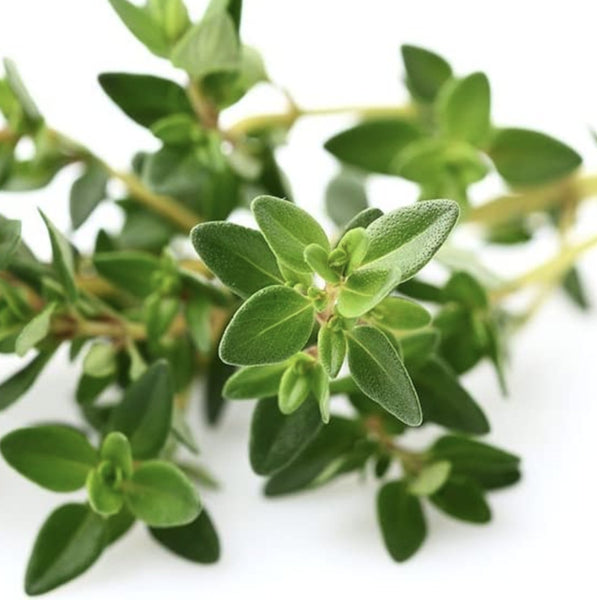 Garden Thyme Tarot Seed Packet - The Mystics Club