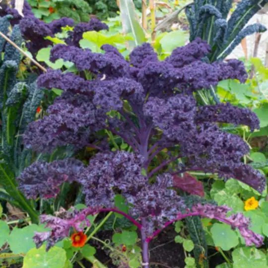Scarlet Kale Seed Packet