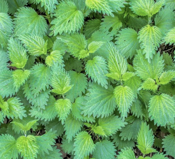 Stinging Nettle Tarot Seed Packet - The Mystics Club