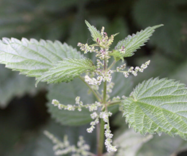Stinging Nettle Tarot Seed Packet - The Mystics Club